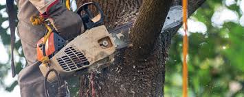 Best Fruit Tree Pruning  in Martinsburg, WV