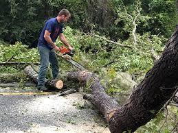 Best Storm Damage Tree Cleanup  in Martinsburg, WV