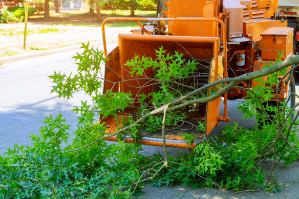 Lawn Pest Prevention in Martinsburg, WV