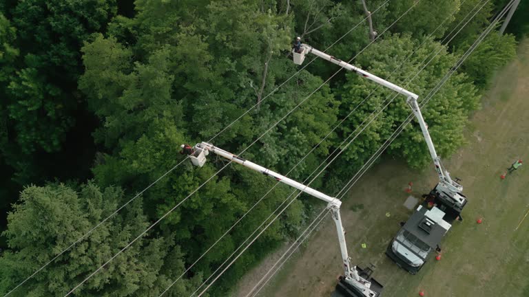 Best Commercial Tree Services  in Martinsburg, WV