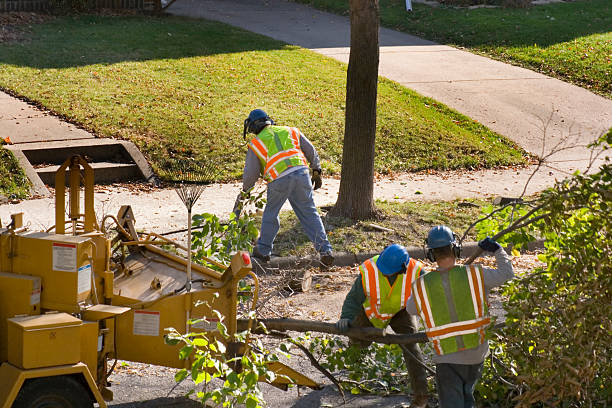 Trusted Martinsburg, WV Tree Services Experts